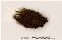 藏品(曲尾苔屬)的圖片